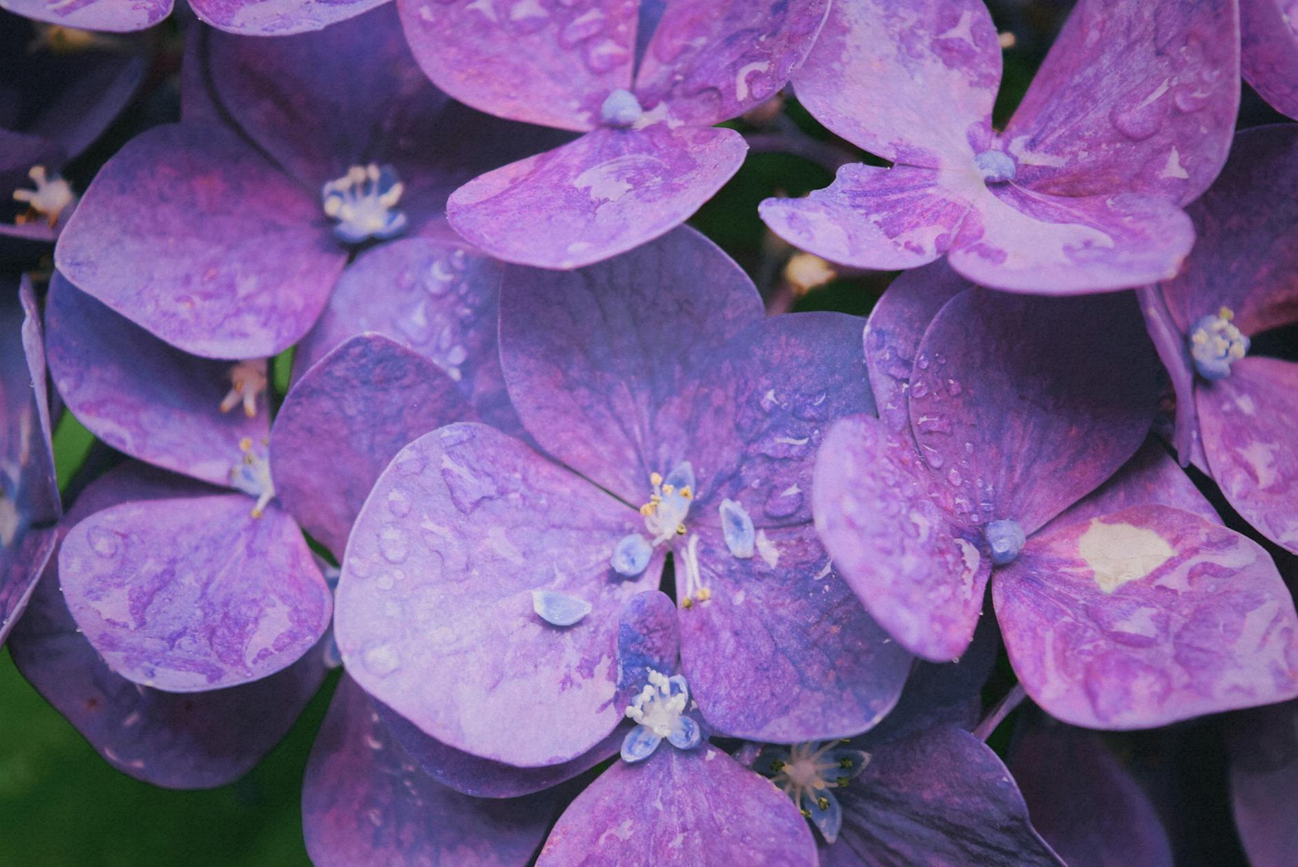 A closeup of violet flowers, with little water droplets covering the petals. Bolded white text reads "Take a moment this month to just be. To life your head and taste a raindrop on your tongue. To stop on your way to work and breathe in fresh air. Touch some grass. And be."