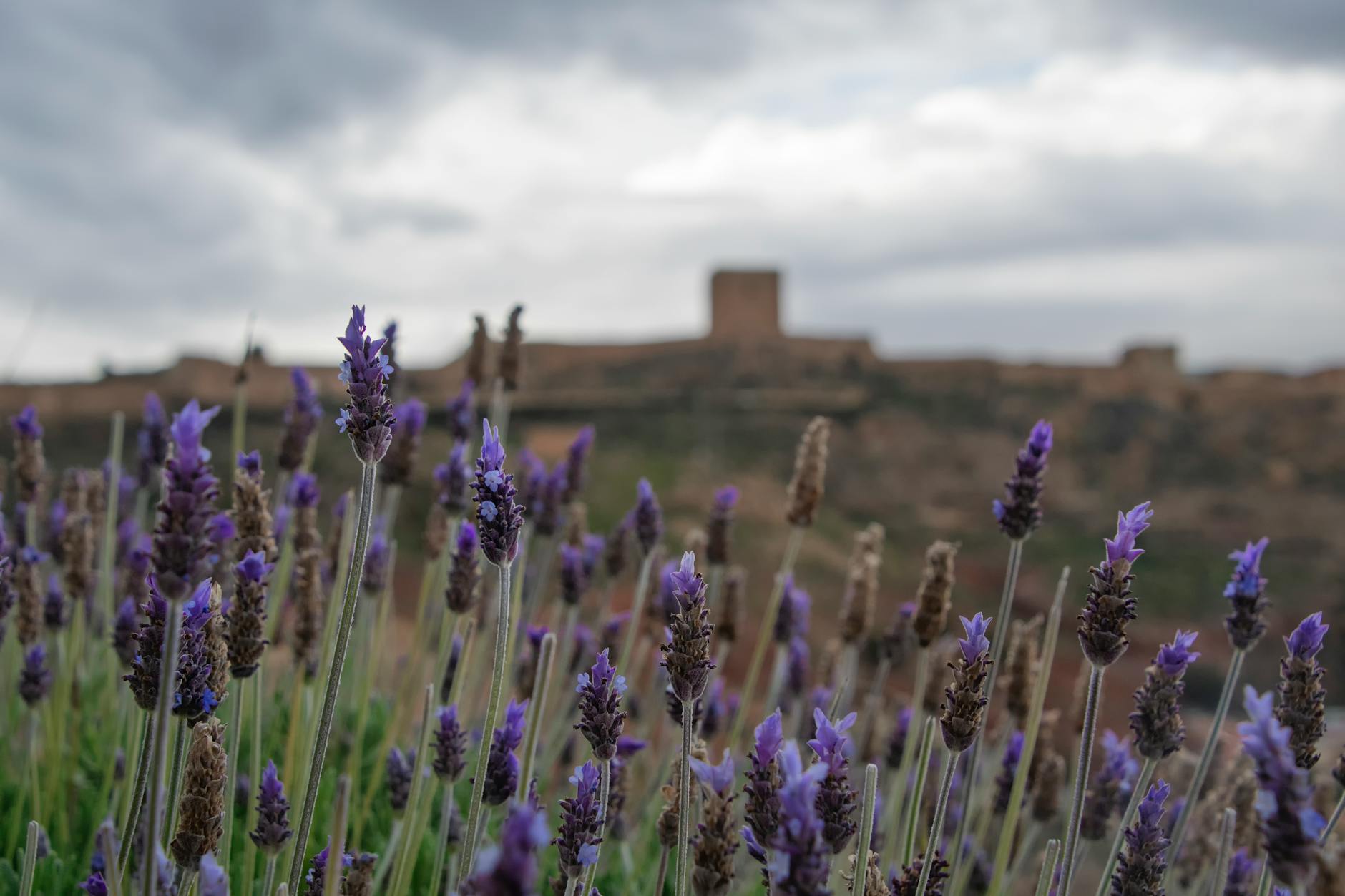 A field of lavender flowers, overlooking some older buildings in in a green grassy field in the background. Bolded black text reads "dancing, whispers, roots."